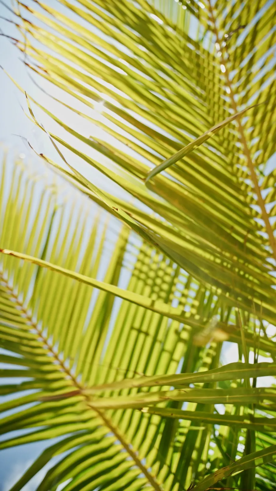 Folhas de coqueiro contra o céu, à luz do sol da Pajuçara
