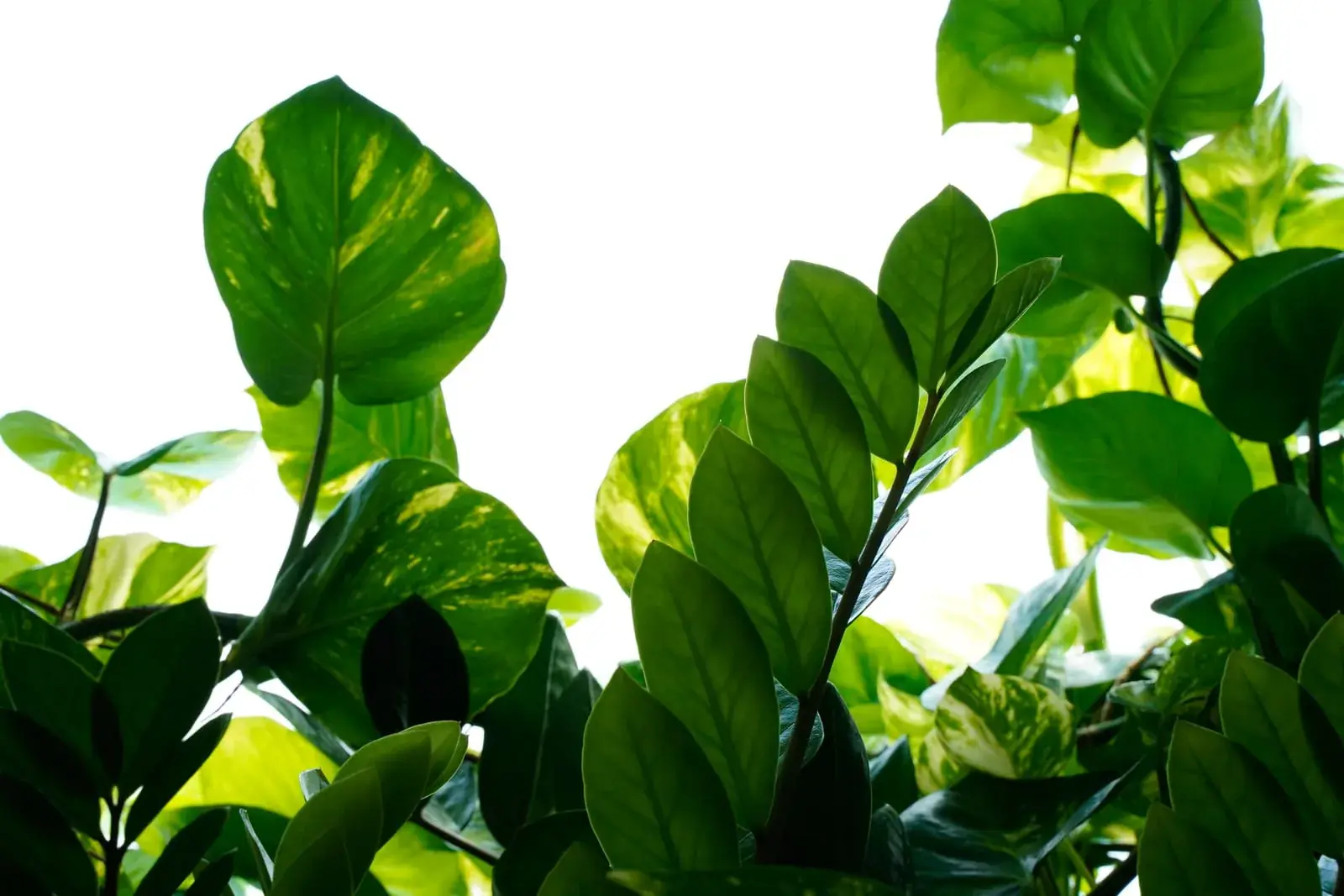Detalhe das plantas na parede do Spa do Sais Beach Living